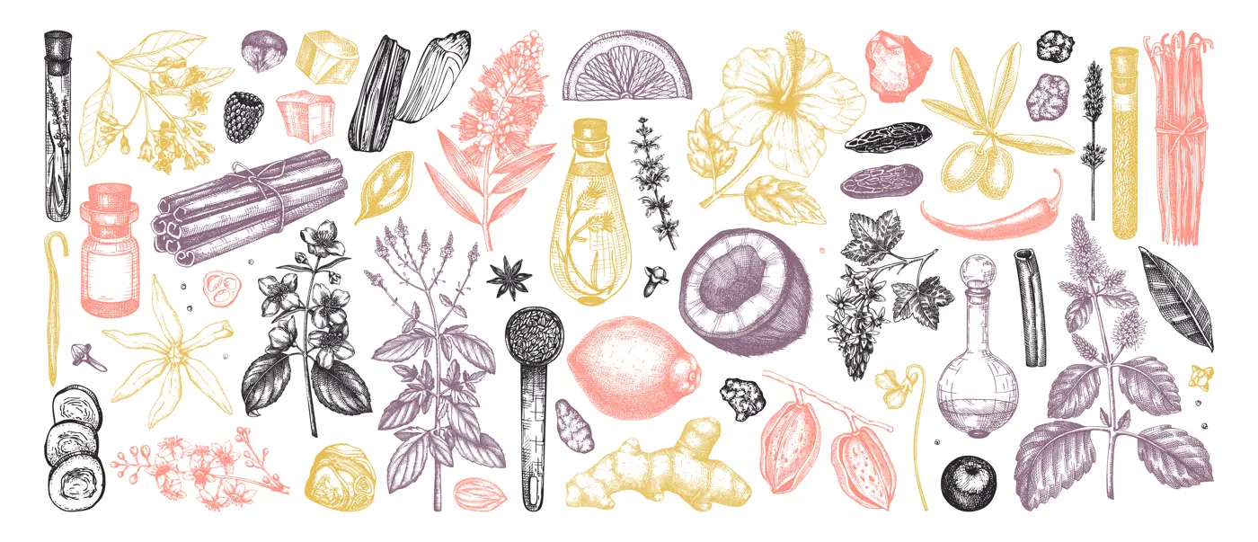 Perfumery and cosmetics ingredients collection. Flower, fruit, spice, herb sketches.  Aromatic plants hand drawn vector illustration. Illustration